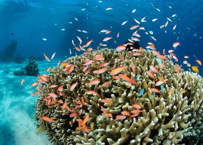 Alam Anda Ocean Front & Dive منتجع تيجاكولا
